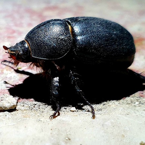beetle, insect wallpapers
