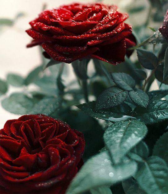 garden Roses