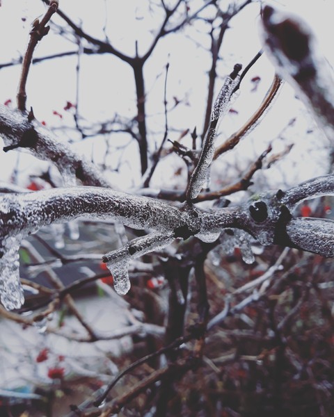 sfondi branch, frost