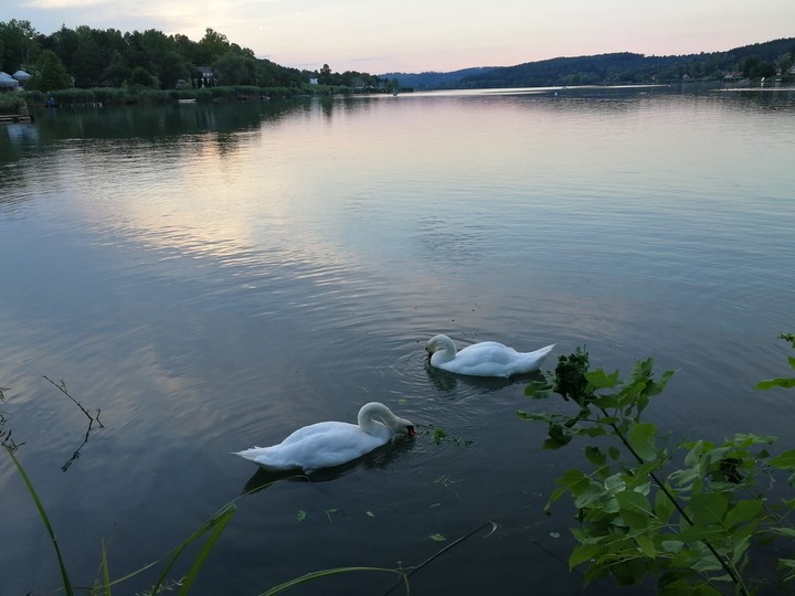 Swans and sun