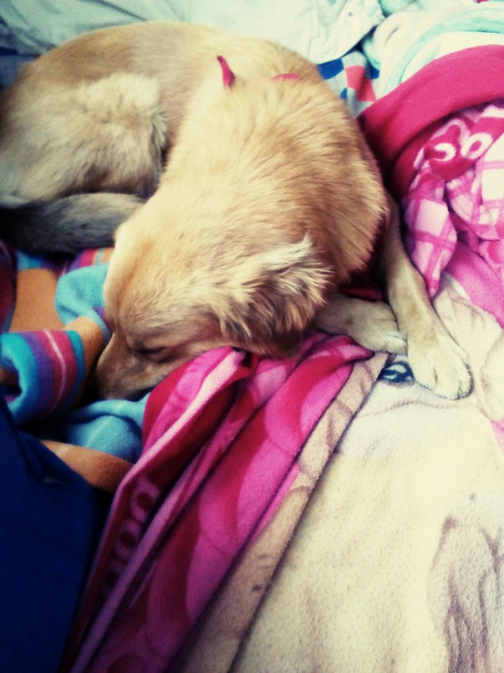Dog beautiful