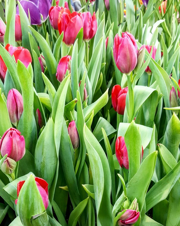 Tulips 