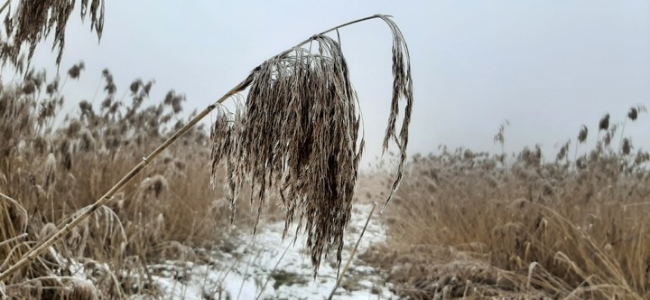 Fog and snow
