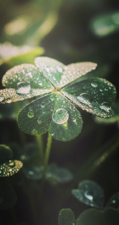 sfondi drop, green