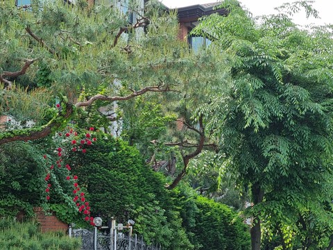 shrub, groundcover壁紙