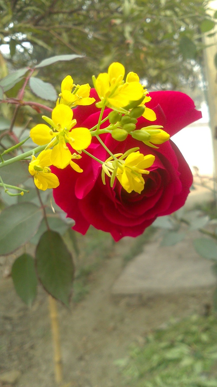 a perfect blend of rose and mustered flower