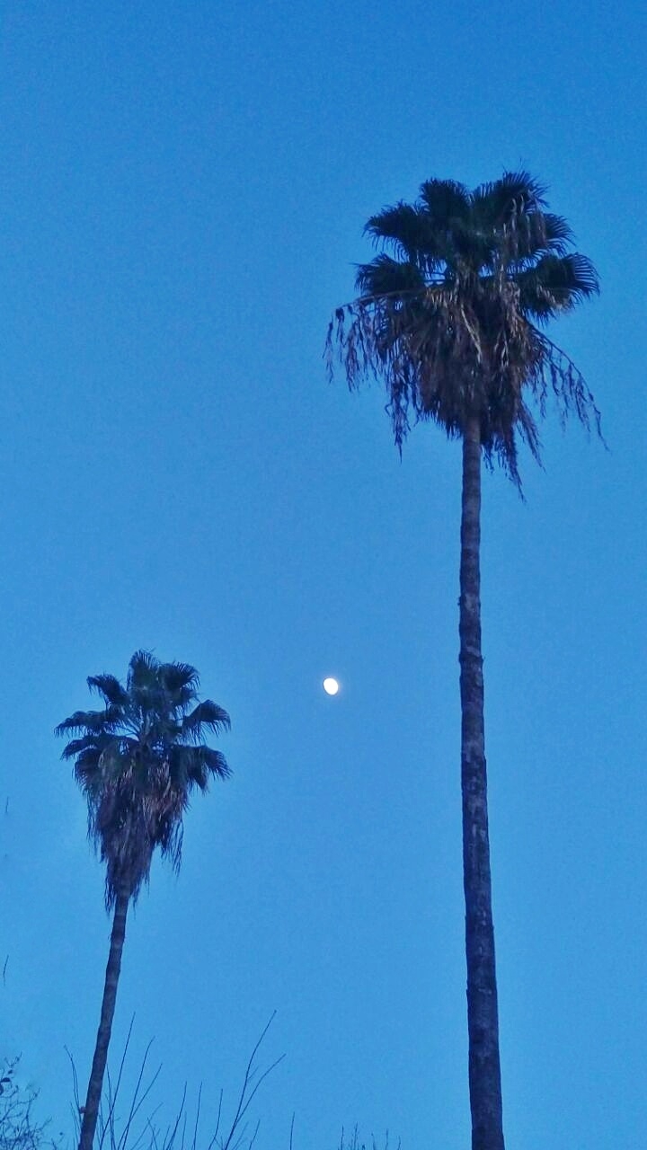 palm tree