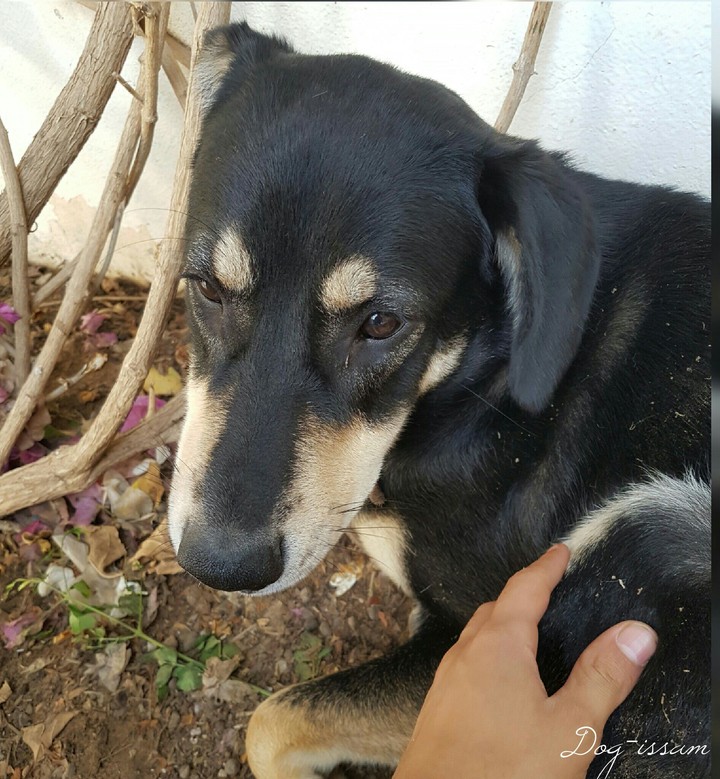 Dog