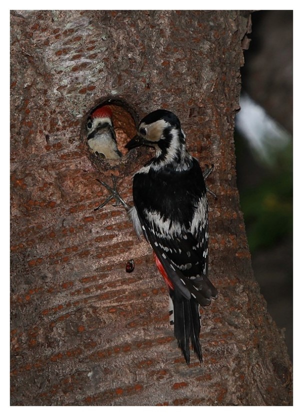 woodpecker