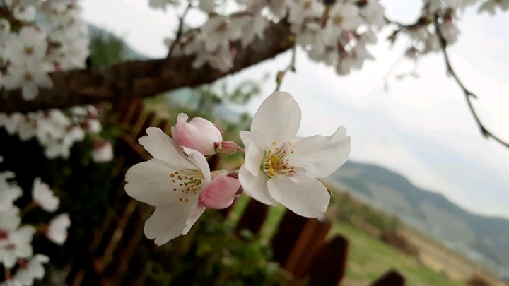 cherry blossom