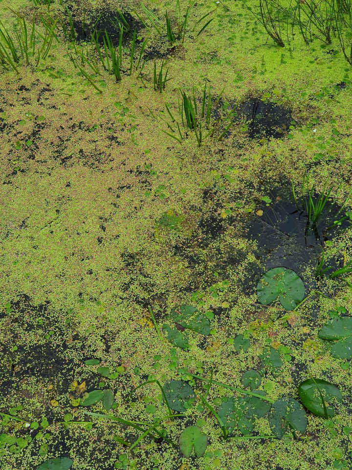Green water
