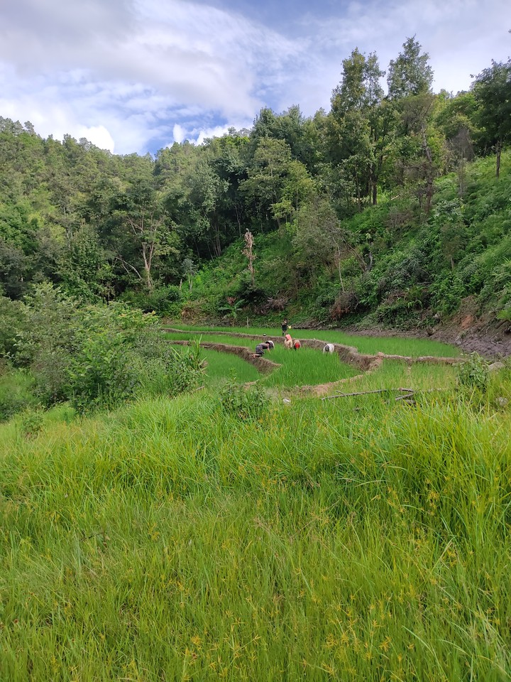 Removing weeds from the paddy field.