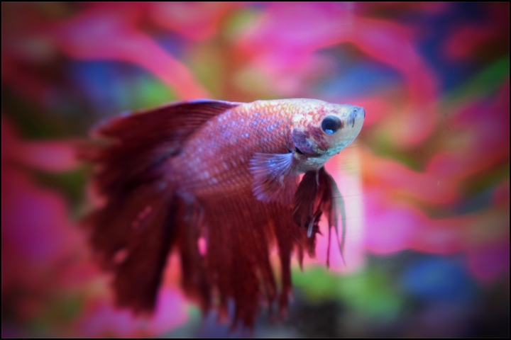 betta_fish