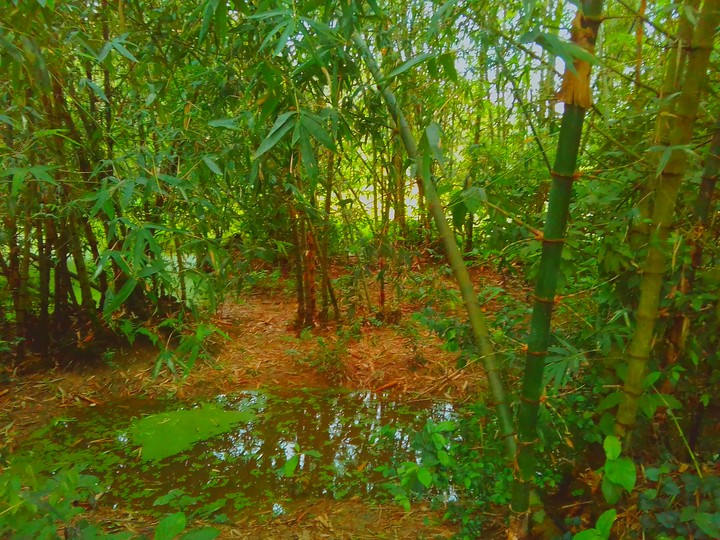 bamboo!!!!