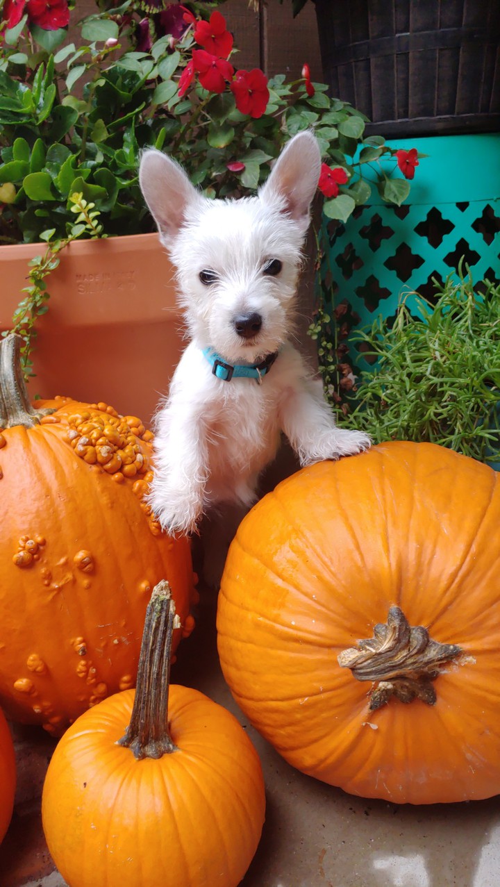 Pumpkin Spice Puppy