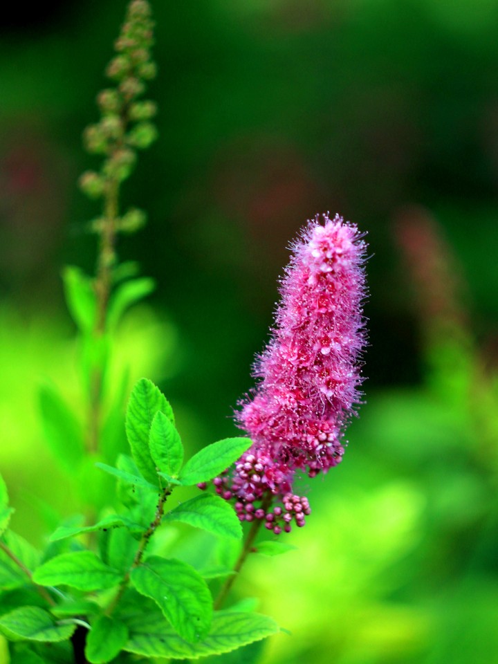 Spirea