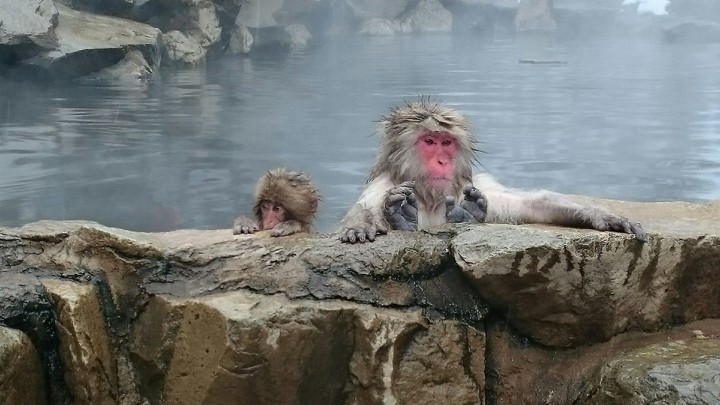 Monkeys in hot springs