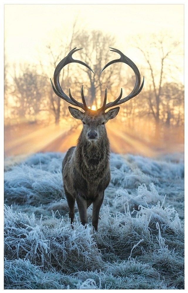 love animal