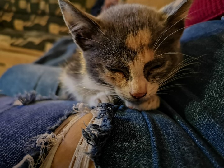 Gato durmiendo