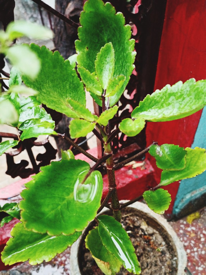 Plantation tree go green
