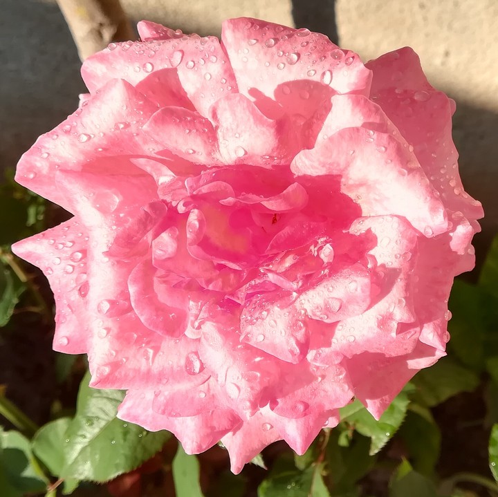 Pretty rose