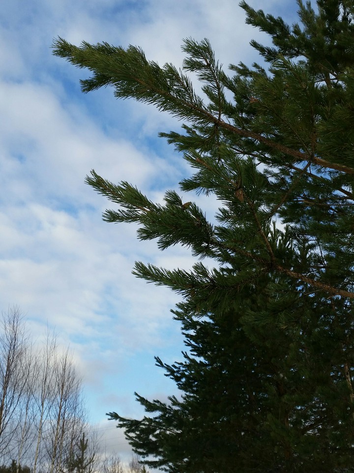 tree