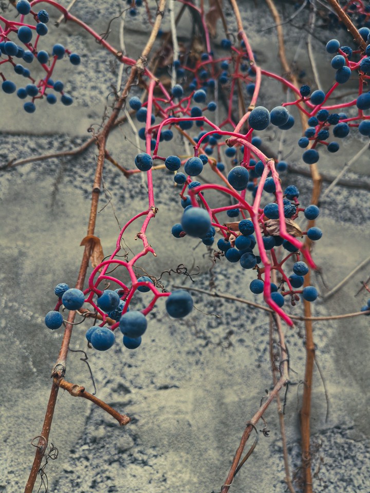 Wild grape
