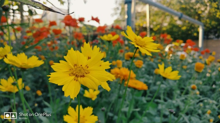 Summer is Here - Landscape Pic with HD Quality