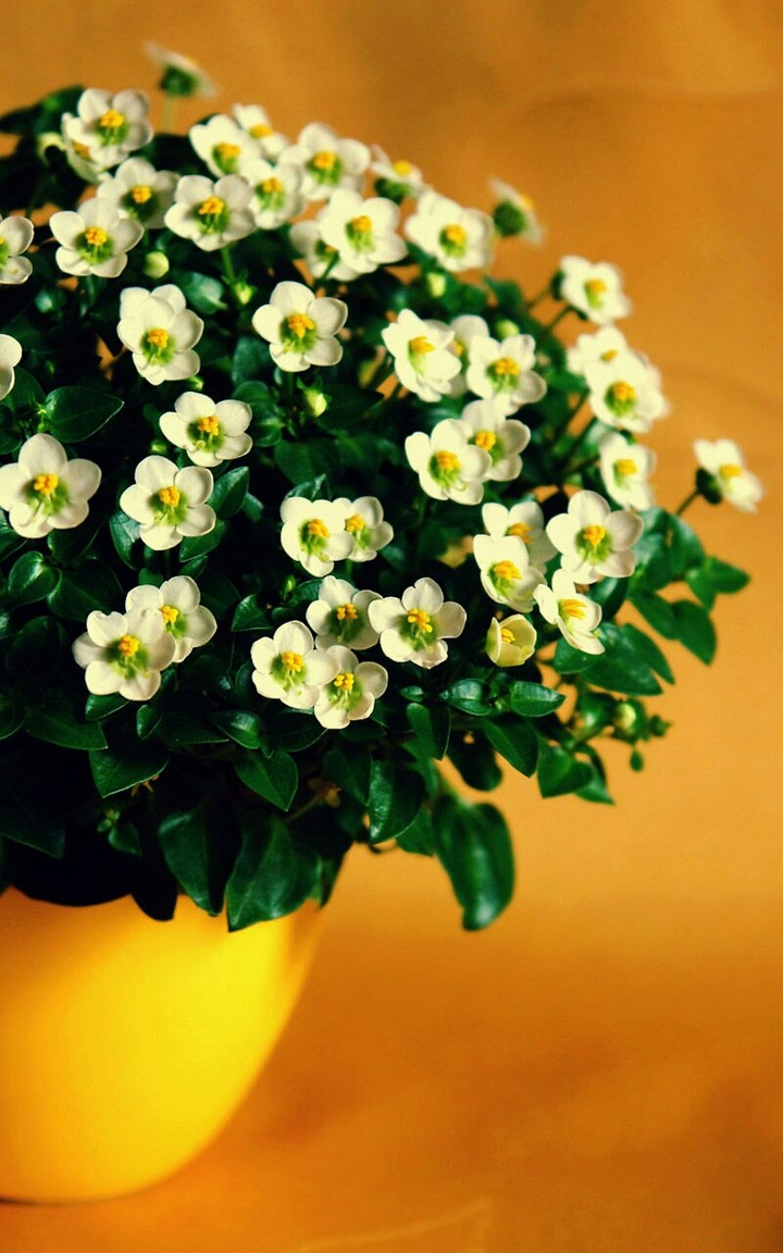 floral
