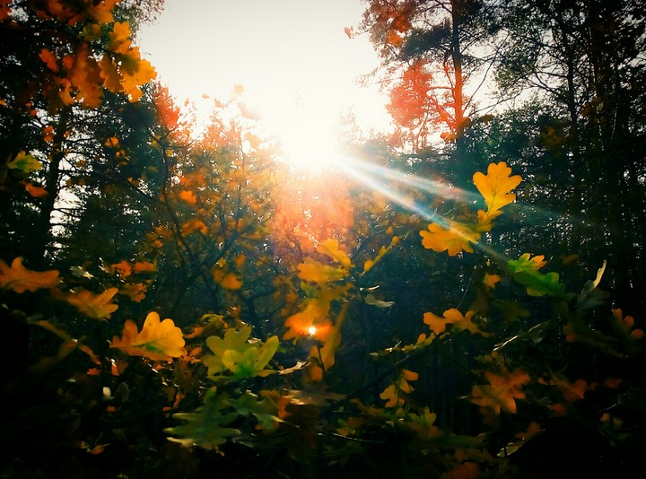 forest