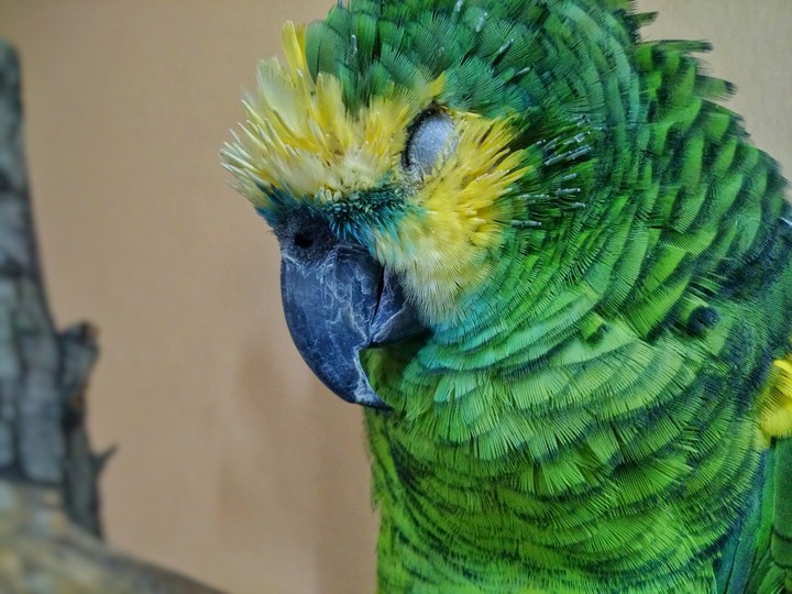 Loro