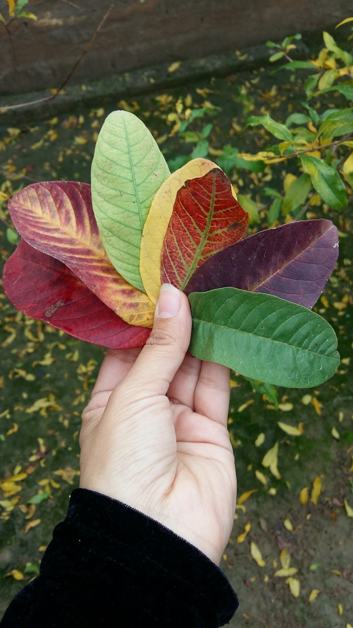 colours of autumn