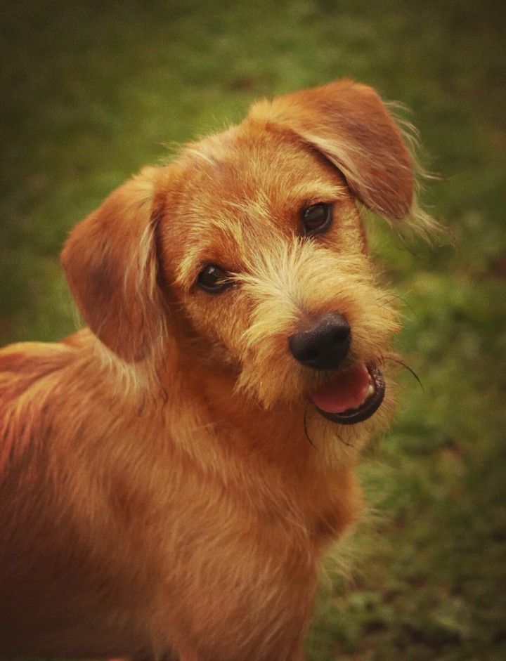 puppy