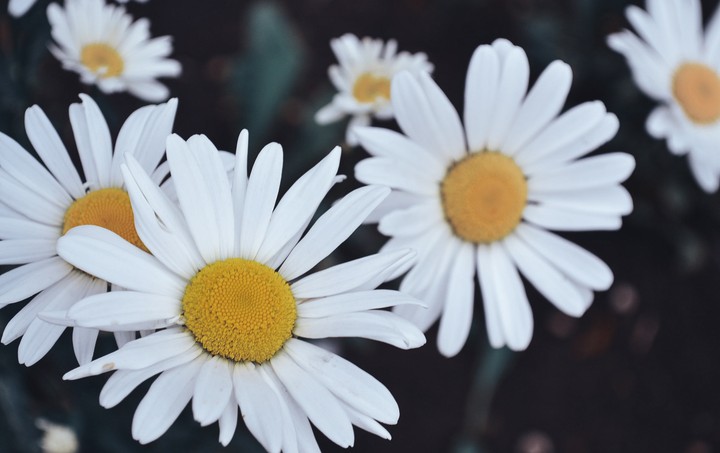 daisies (flower)