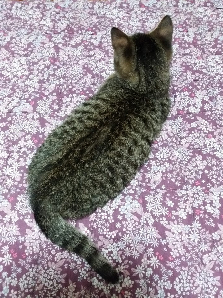JJingdoli