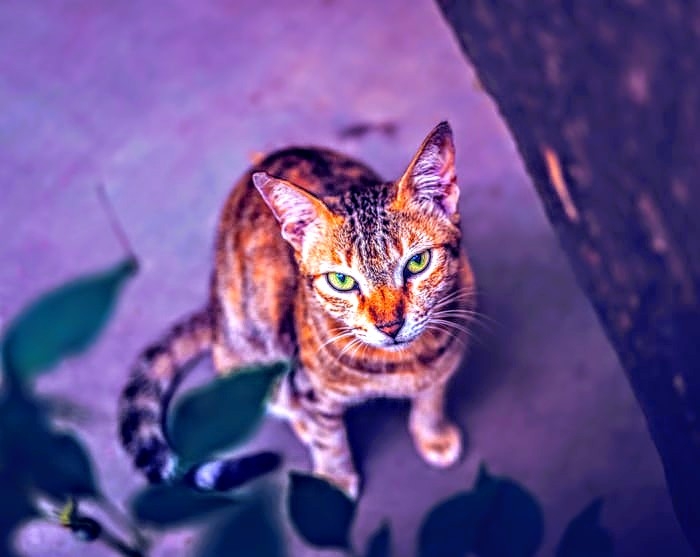 cat