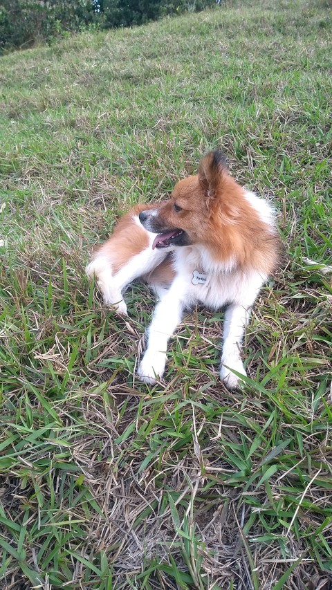 dog