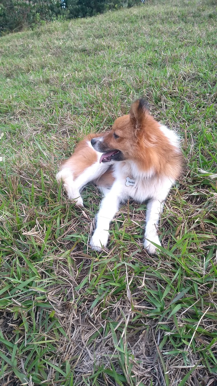 dog
