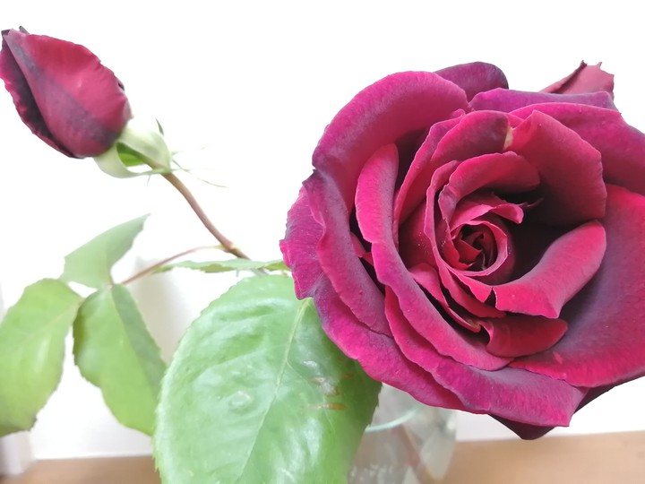 薔薇