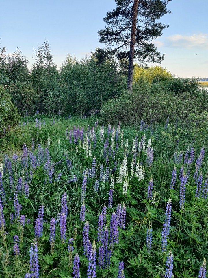 flower farm