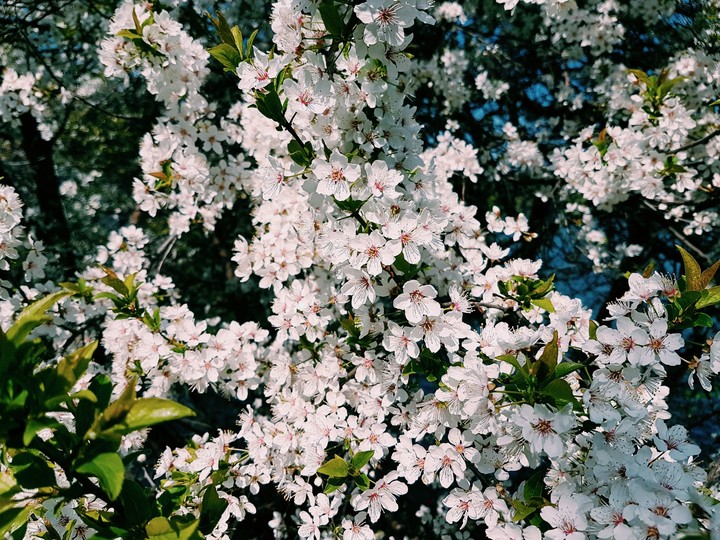 call it spring