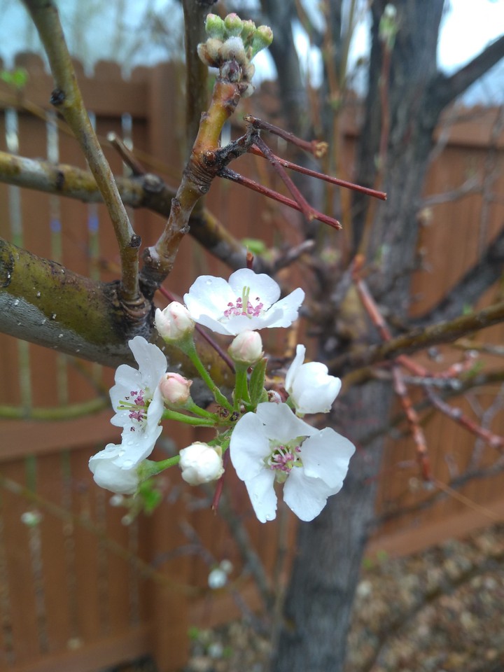 Flowers in the Rain