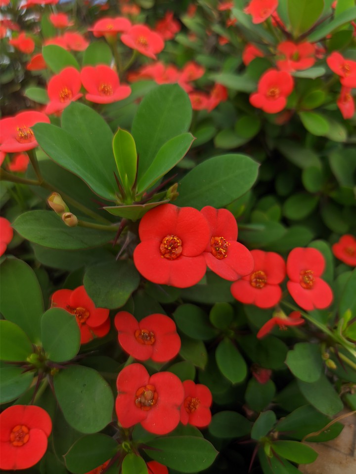 Red beauty