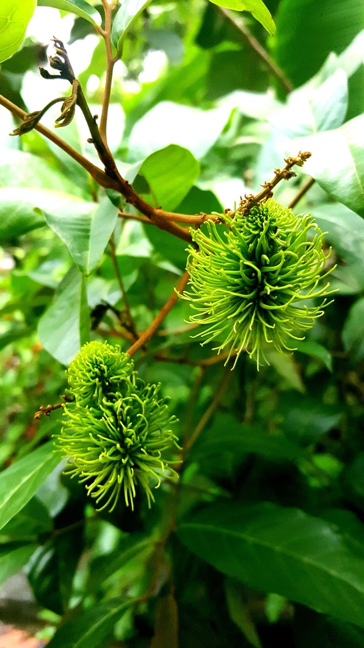 Rampotan fruit