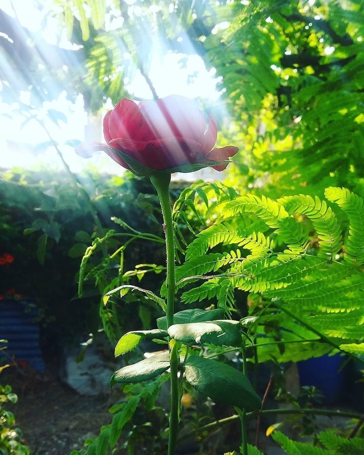 rose