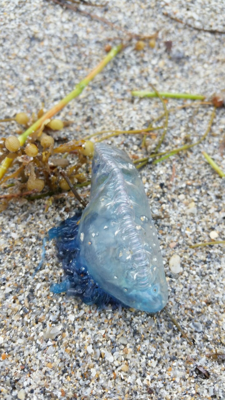 jellyfish