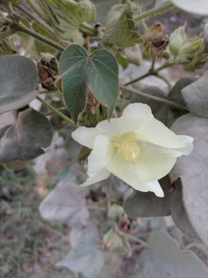 Cotton Flower