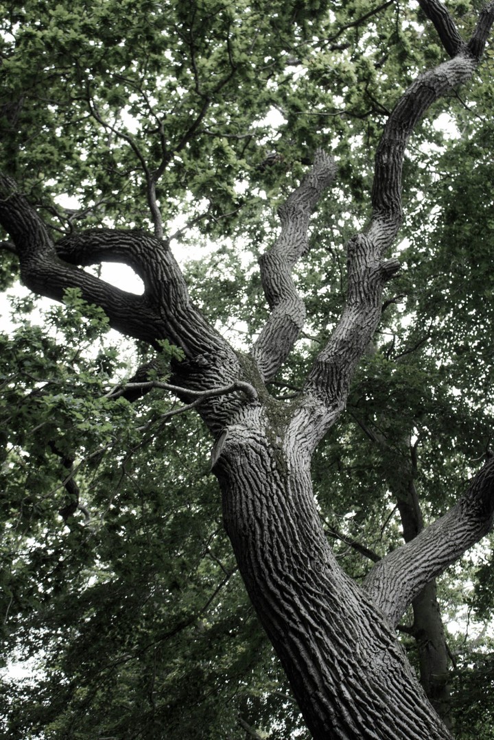 A tree...
