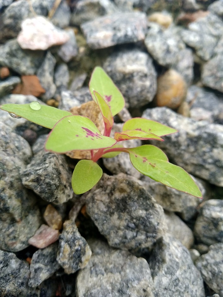 small plant