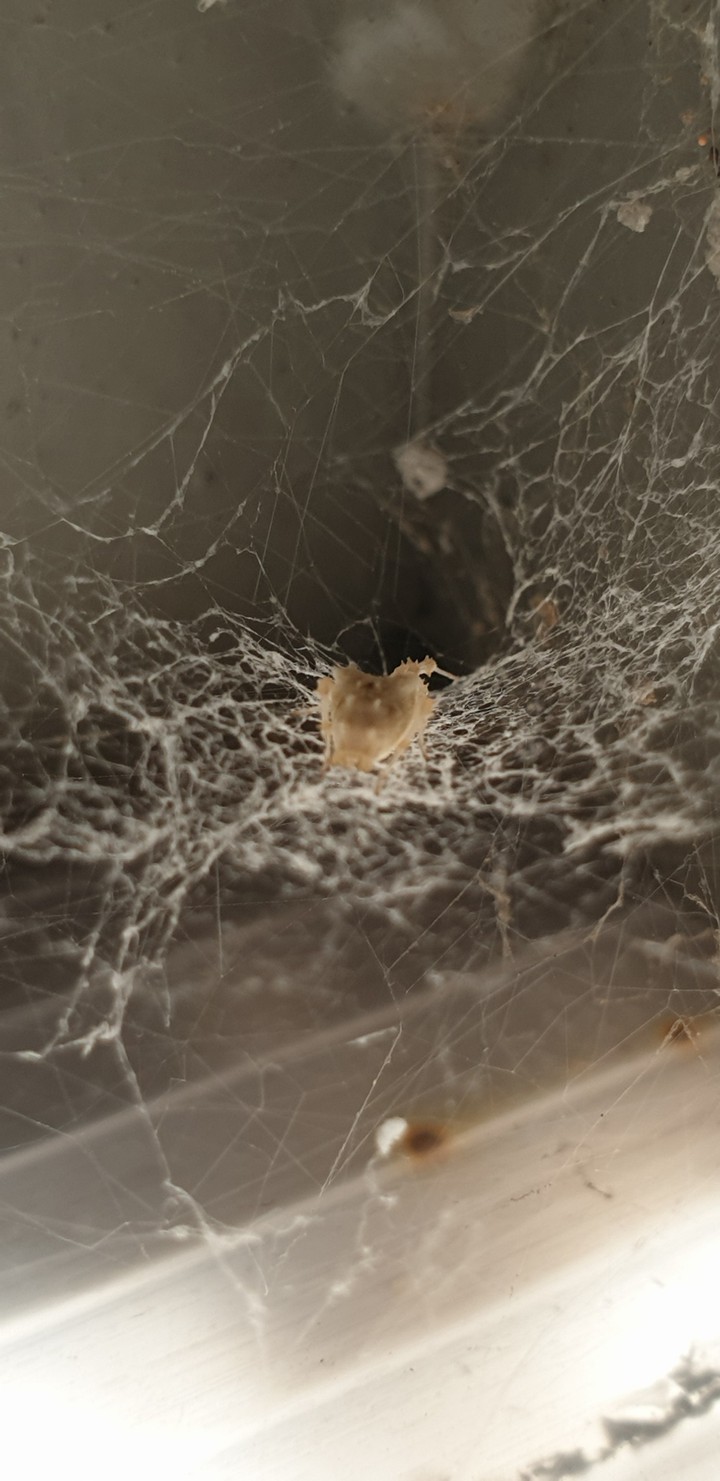 Spider realm